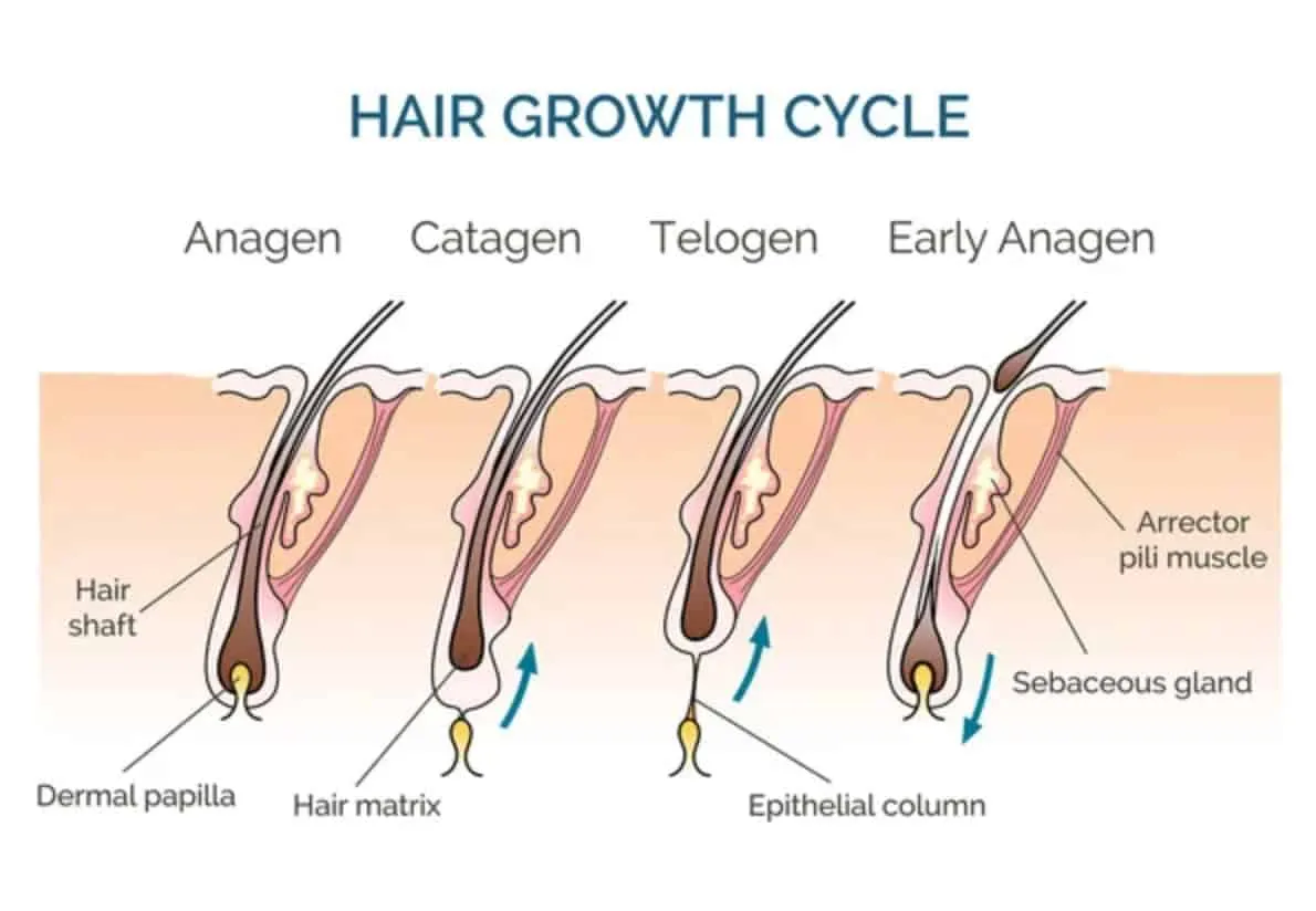 hair-growth-cycle