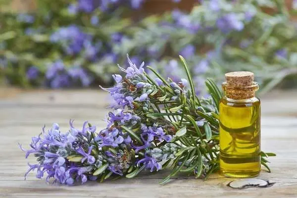 rosemary oil