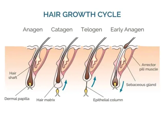 Memahami Siklus Rambut: Solusi Tepat Sasaran untuk Mengatasi Rontok dan Menumbuhkan Rambut